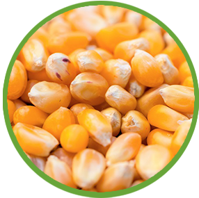 Maize